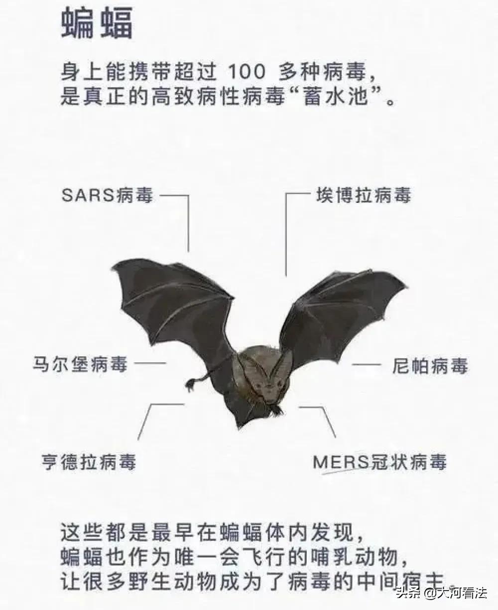 哪些动物属于野味,野生动物哪种最好吃