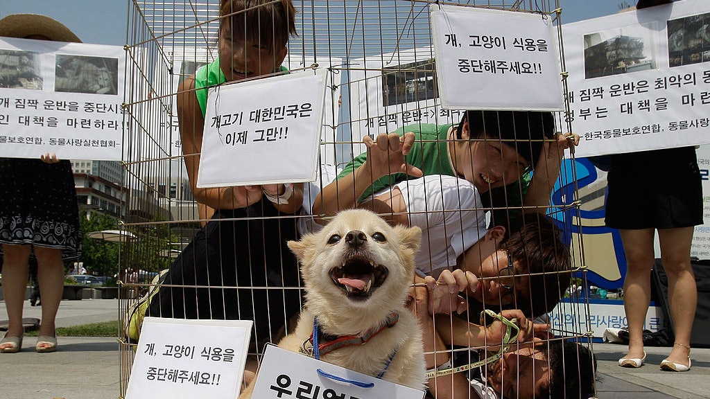 狗肉究竟该不该吃狗肉争议不断,狗肉究竟该不该吃