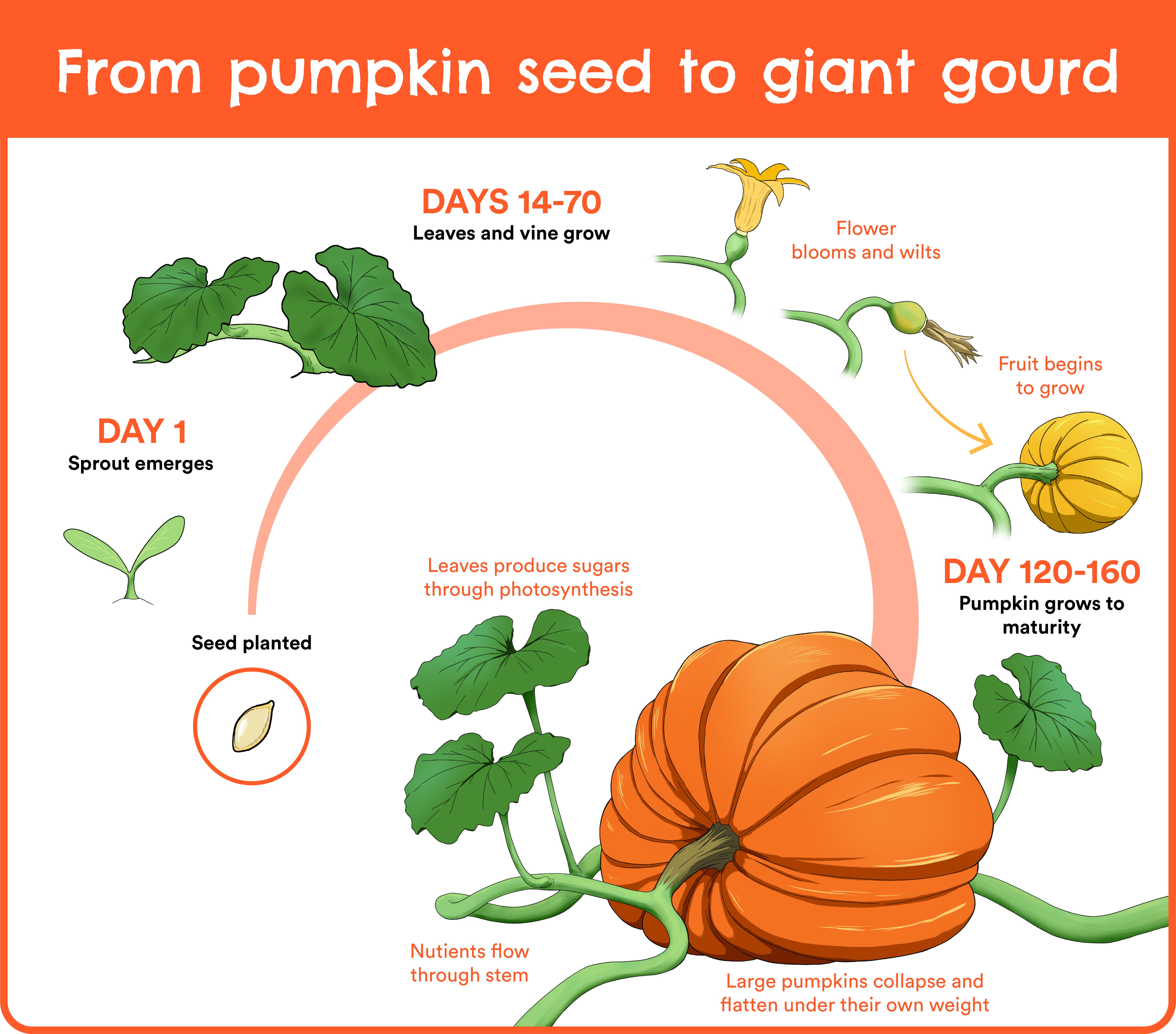 灰姑娘和南瓜马车的故事,灰姑娘的南瓜马车原版