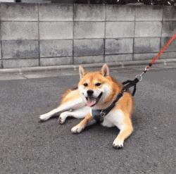 狗狗出门怎么随便走,狗狗出门溜怎么能不脏嘴