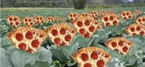 国外休闲农场大全,为什么国外农场规模大