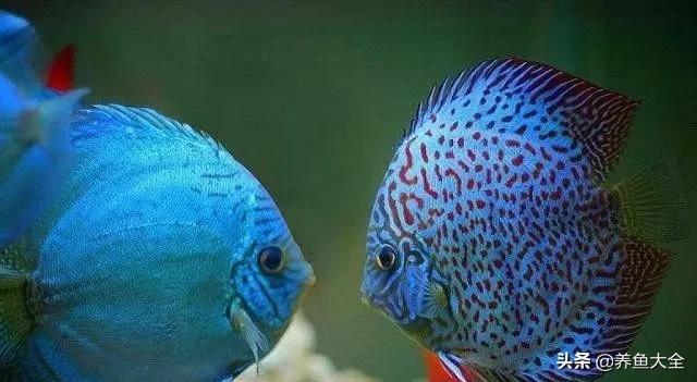 观赏鱼尾数有什么讲究,家中观赏鱼数量有什么讲究