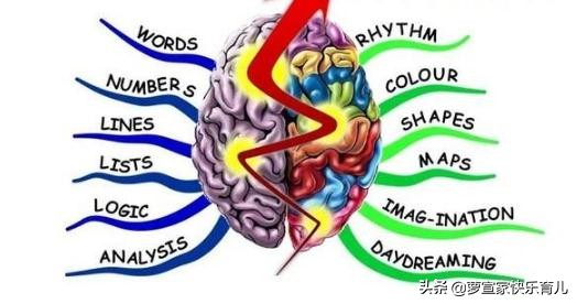 你的左脑和右脑哪个更灵活,你的右脑发达吗
