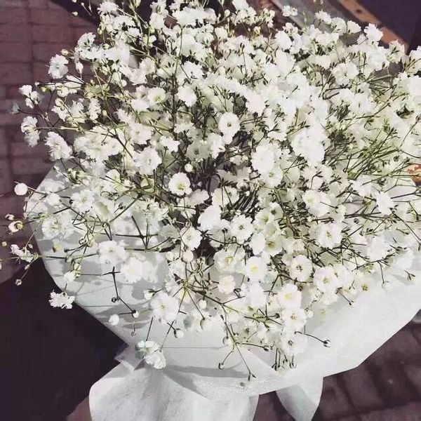 真的喜欢你满天星花语,喜欢满天星的花语