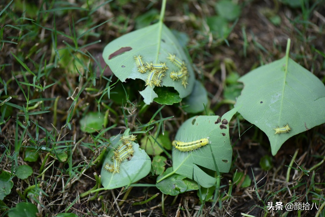 赶尽杀绝，花园里最痛恨的虫子|园丁