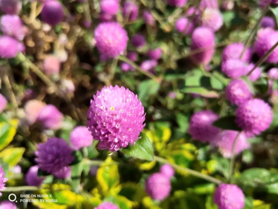 努比亚x是无法超越的经典,努比亚x颜值如何