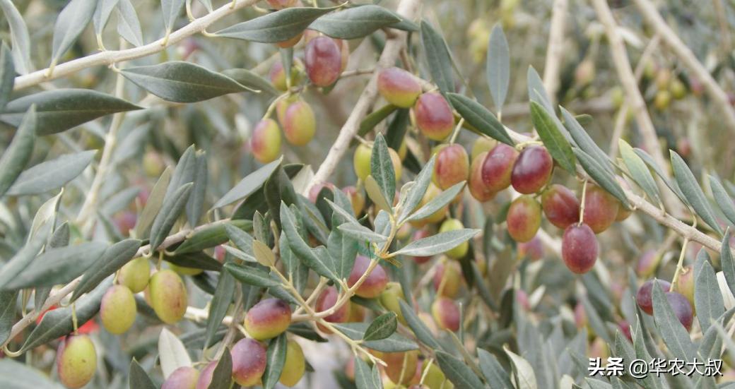 小叶油橄榄与大叶油橄榄的区别,橄榄油的橄榄跟普通橄榄区别