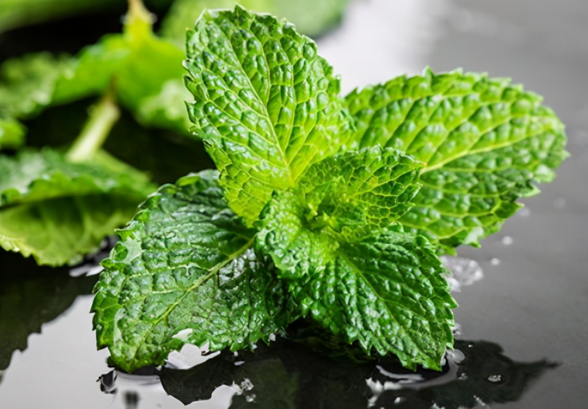 狗狗刚出生一个礼拜身上好多跳蚤,狗狗跳蚤如何治理