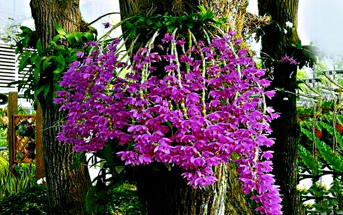 大自然石斛花,哪种石斛花好看又好吃