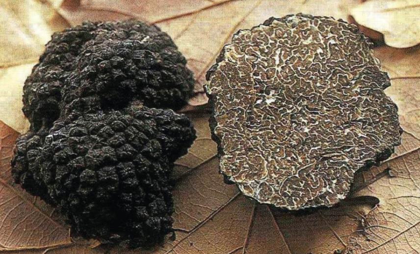 被称“煤球”，长得又丑又难闻，却为世界3大珍馐，一斤卖到600元