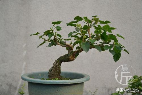 盆栽观赏树枯萎怎么补救,盆栽树枯萎的叶子可以剪掉吗