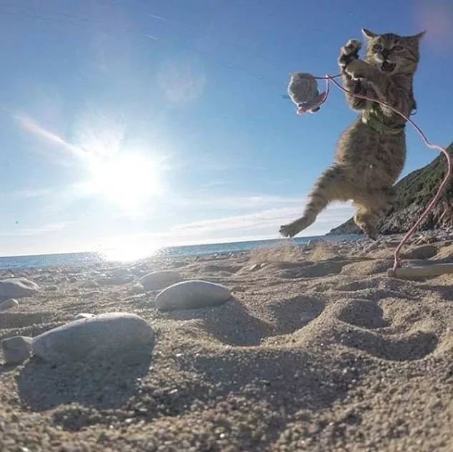 从来没出过家门的猫咪可以出门吗,从来没出过门的猫咪能带出去玩吗