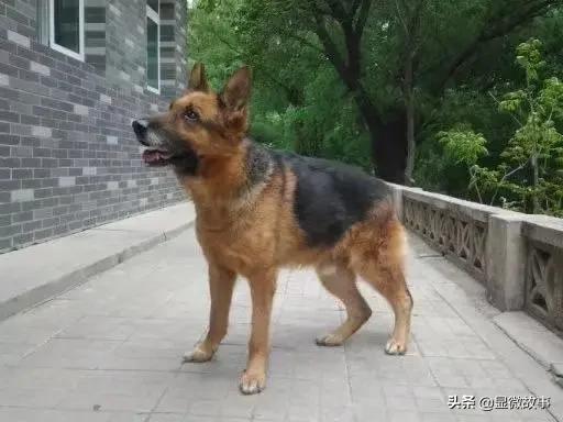 揭秘宠物殡葬：我设计了6487个骨灰盒，只为了帮它体面离开