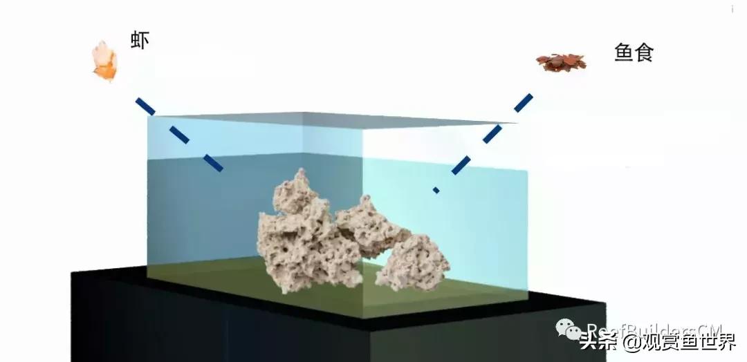 鱼缸硝化细菌培养期间能喂鱼吗,鱼缸培养硝化细菌鱼停止喂食吗