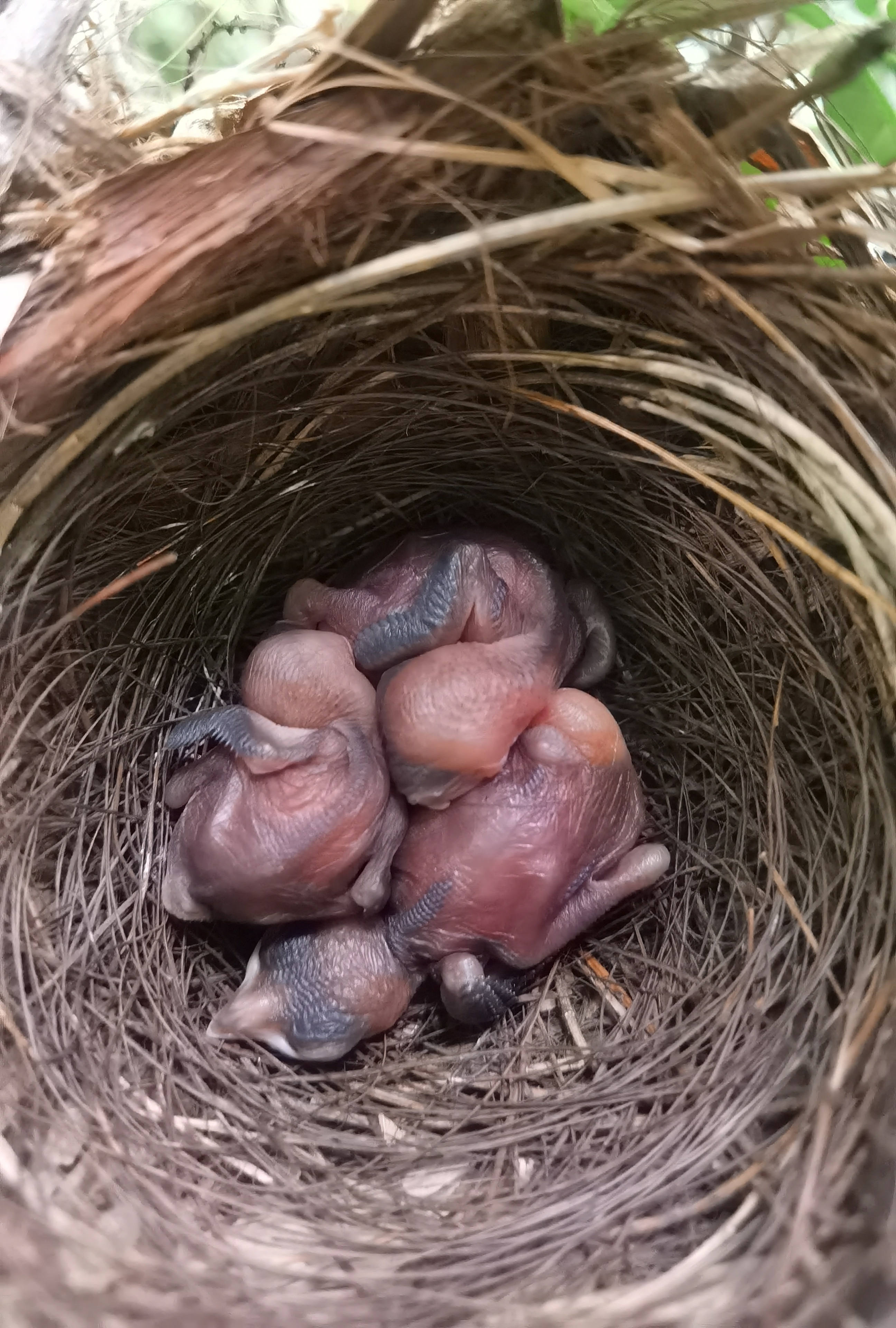 景美人善！我红耳鹎成都“安家”日常曝光