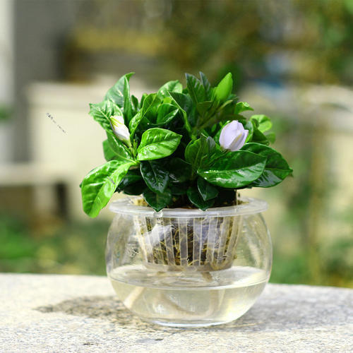 水培栀子花怎么养才开花,栀子花用水培正确养法