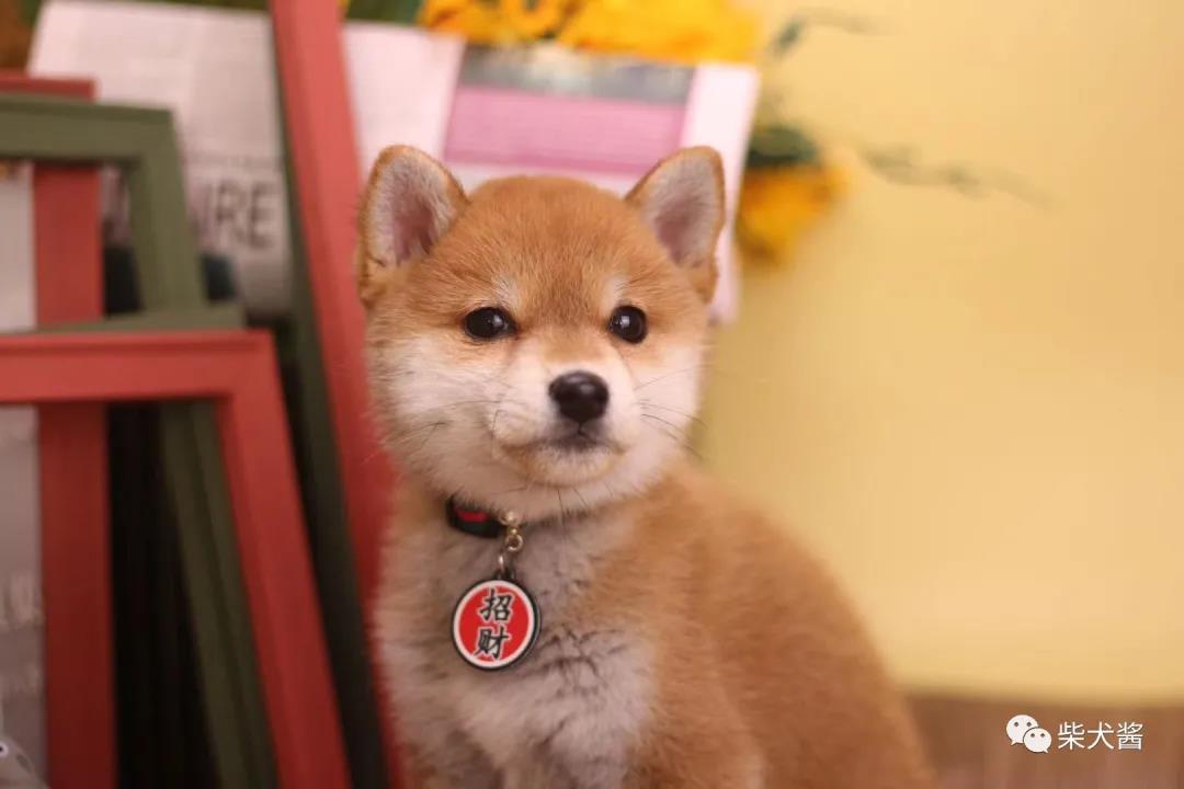 柴犬绿色的是真的么,尖脸柴犬