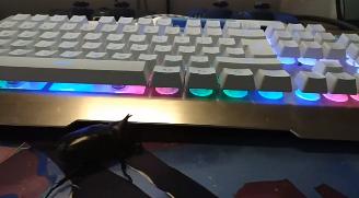 “人生能几何，毕竟归无形”——铁甲战士独角仙