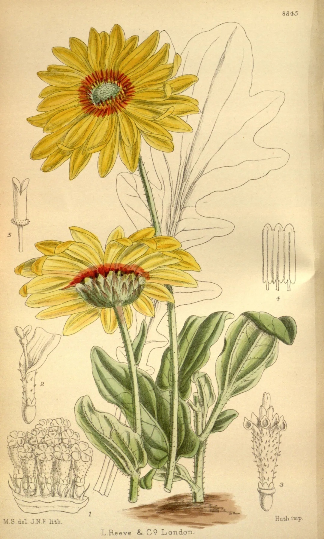 濒危稀有植物绘画,八大濒危珍稀植物