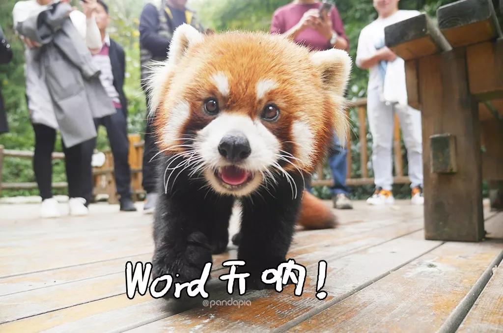 四川熊猫麻将怎么打,打熊猫麻将的诀窍