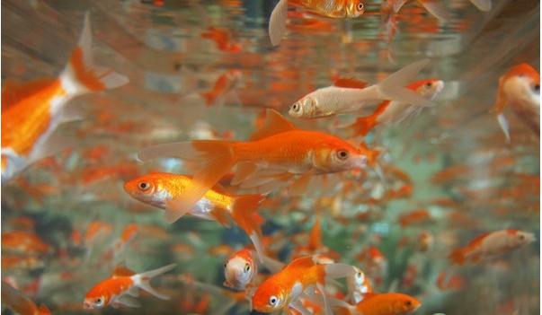 金鱼吃什么食物家中饲养最好,金鱼和草金鱼能不能同缸饲养