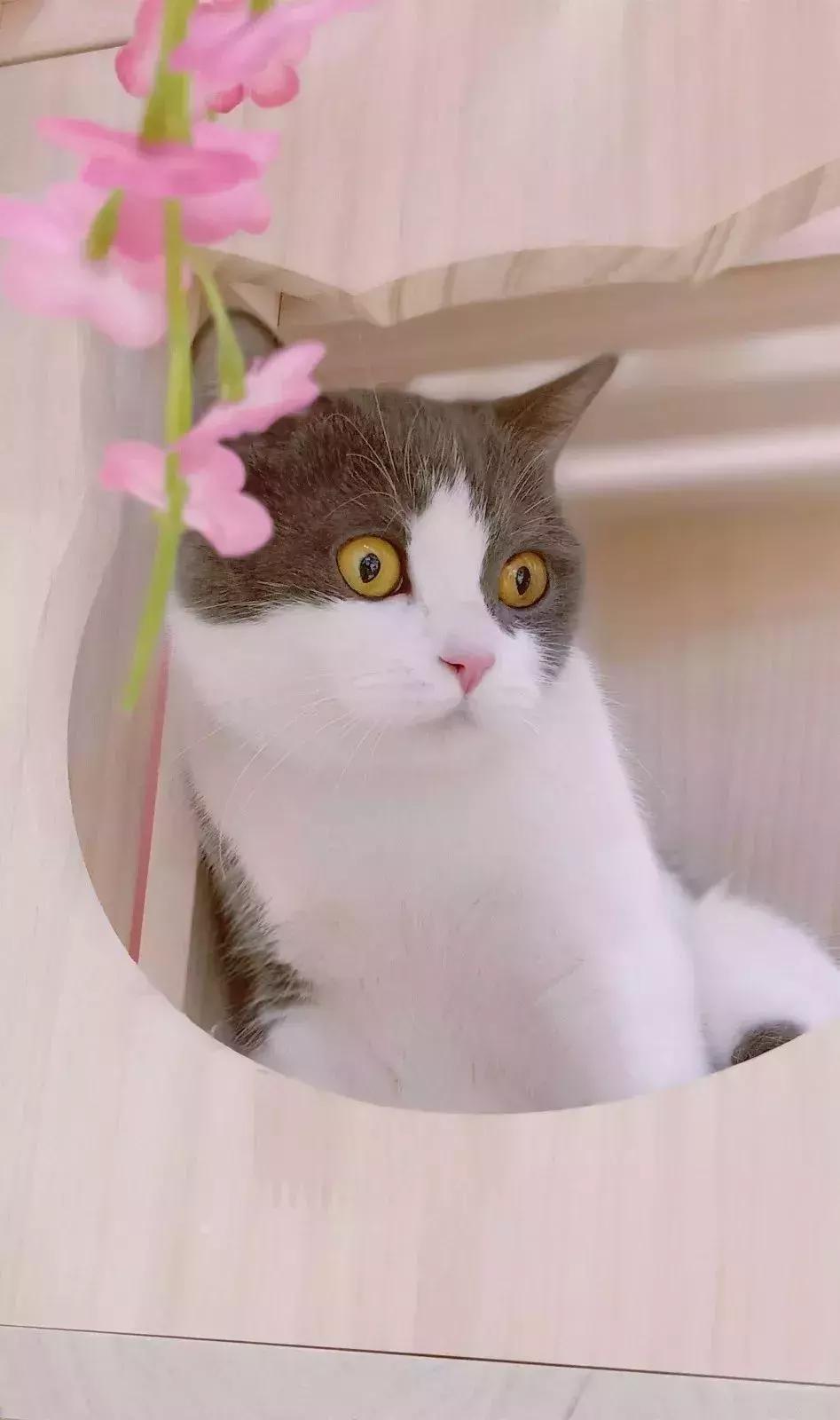 炸裂!因为一只猫,苏州人开启尖叫模式!