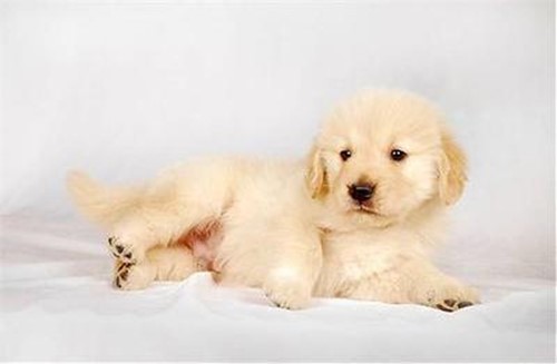 戈赞狗粮的优缺点,罗威纳狗狗后腿神经受损如何恢复