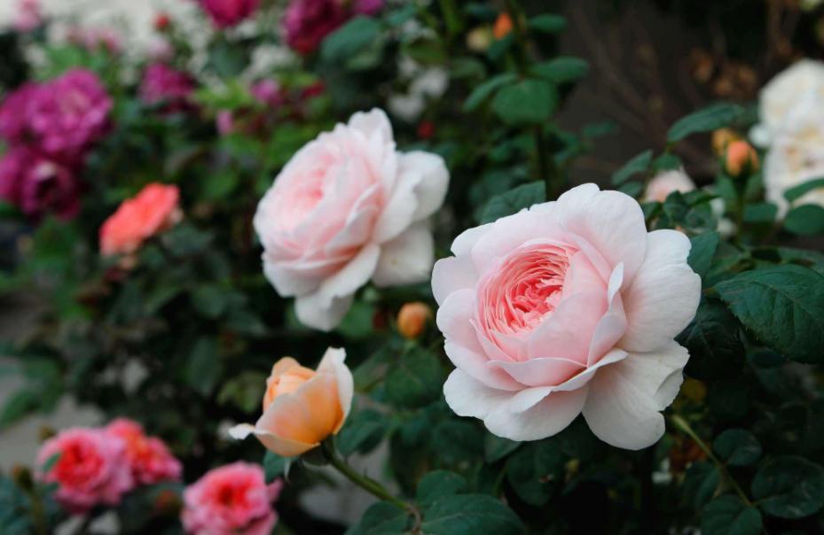 月季霜霉病与灰霉病,月季灰霉病怎么治