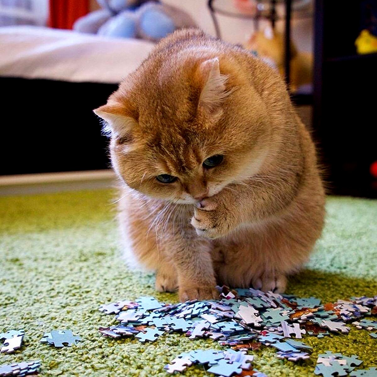 橘猫为什么不叫黄猫,橘猫不叫是什么原因