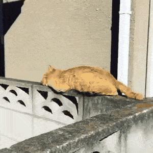 猫圈玄学,十橘九渣