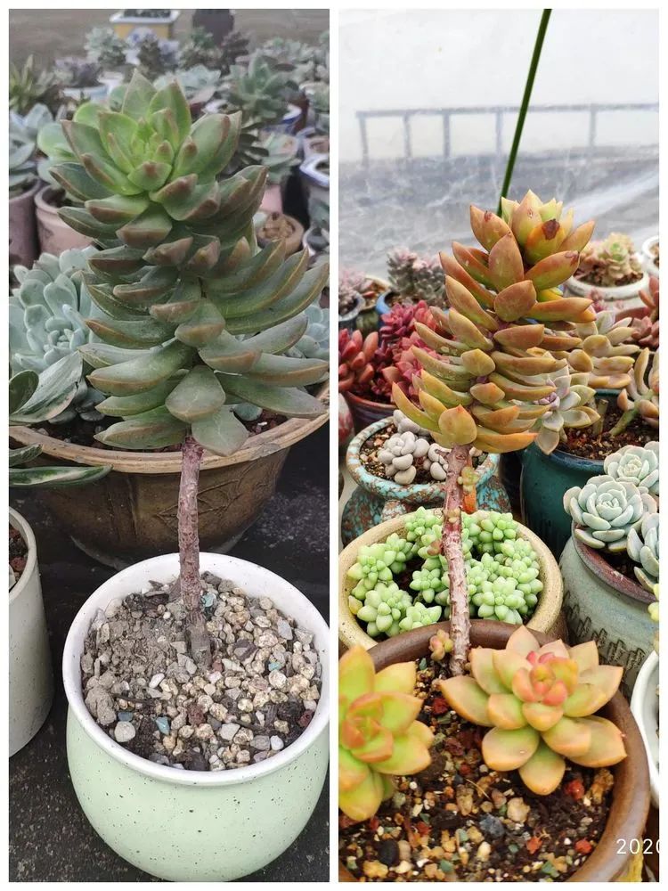 多肉不适合新手养,多肉入坑到什么程度好