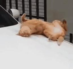 推荐养橘猫的6大原因,自从养了猫才知道它是那么粘人