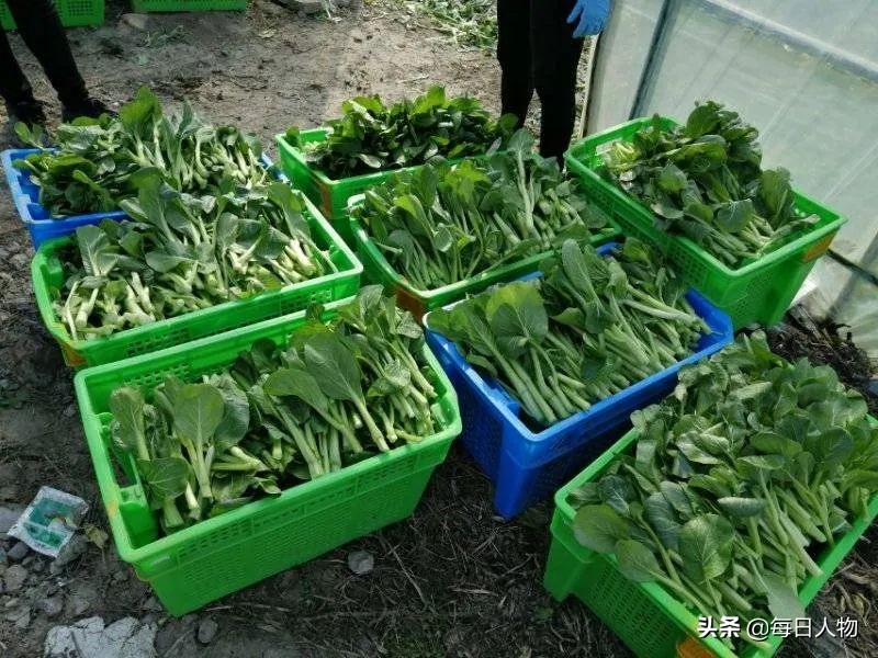 封路运不出去、批发商不要、进不了城上网卖，湖北的菜蔬无处安放