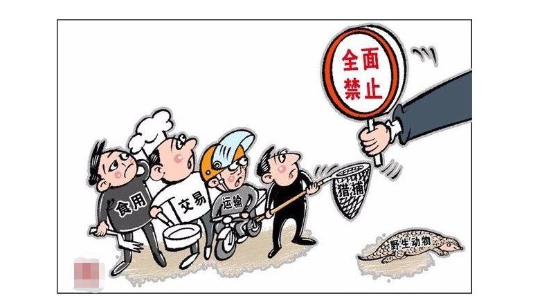 野猪泛滥成灾掀起“杀猪潮”，为何捕杀的野猪不能吃？3个原因