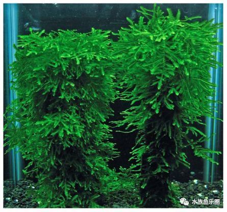 皇冠水草品种大全,亚马逊水草品种