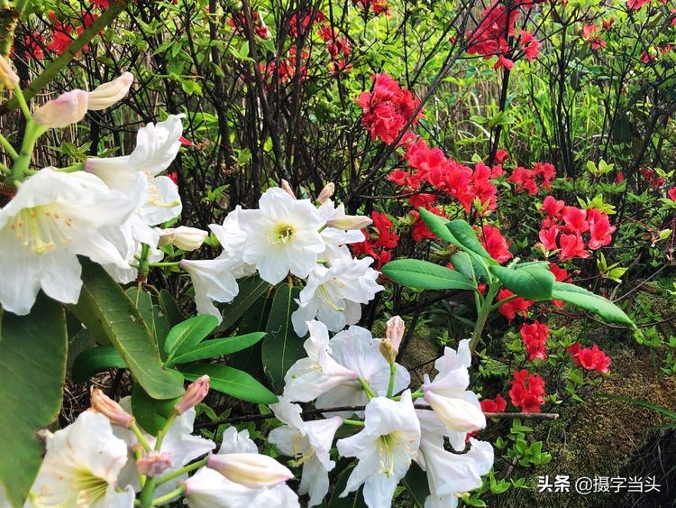 初夏游江西：历经晴、雨、雾，穿越武功山