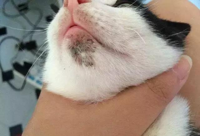 福懋动物医院猫科,猫咪高脚碗容易得黑下巴吗