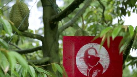 泰国榴莲咖啡奶茶,泰国皇家榴莲咖啡