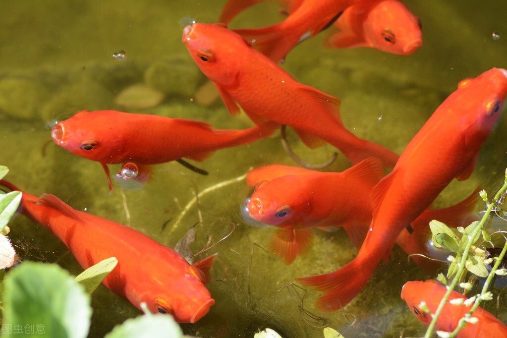 在买金鱼时买什么样的金鱼最合适,如何挑选健康的金鱼的技巧