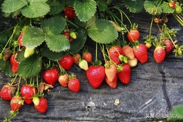 烤烟有机肥的正确使用方法,烟草专用有机肥怎么使用