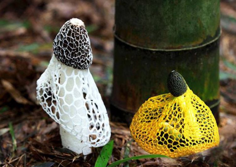 看似害虫实则益虫,其实它是一种很少见的菌类