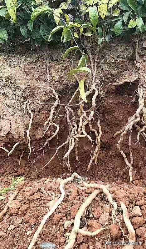 中药材涨价疑资本炒作,中药原材料涨价利好哪些公司