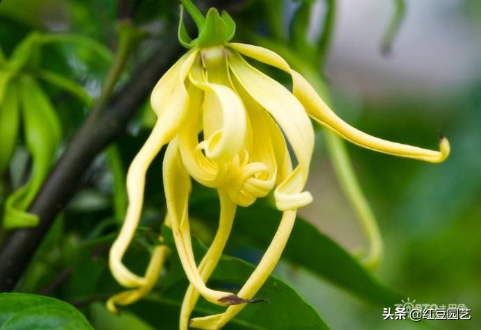 法国香水茉莉爬藤盆栽怎样栽种,香水茉莉花苞