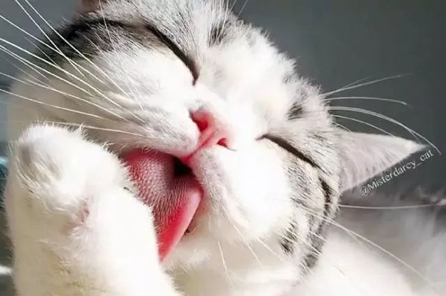 猫舌头的特点和作用,猫舌有什么特异功能