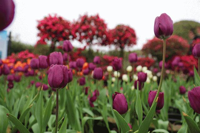 成都必去景点线路攻略推荐,成都旅游地铁附近旅游攻略