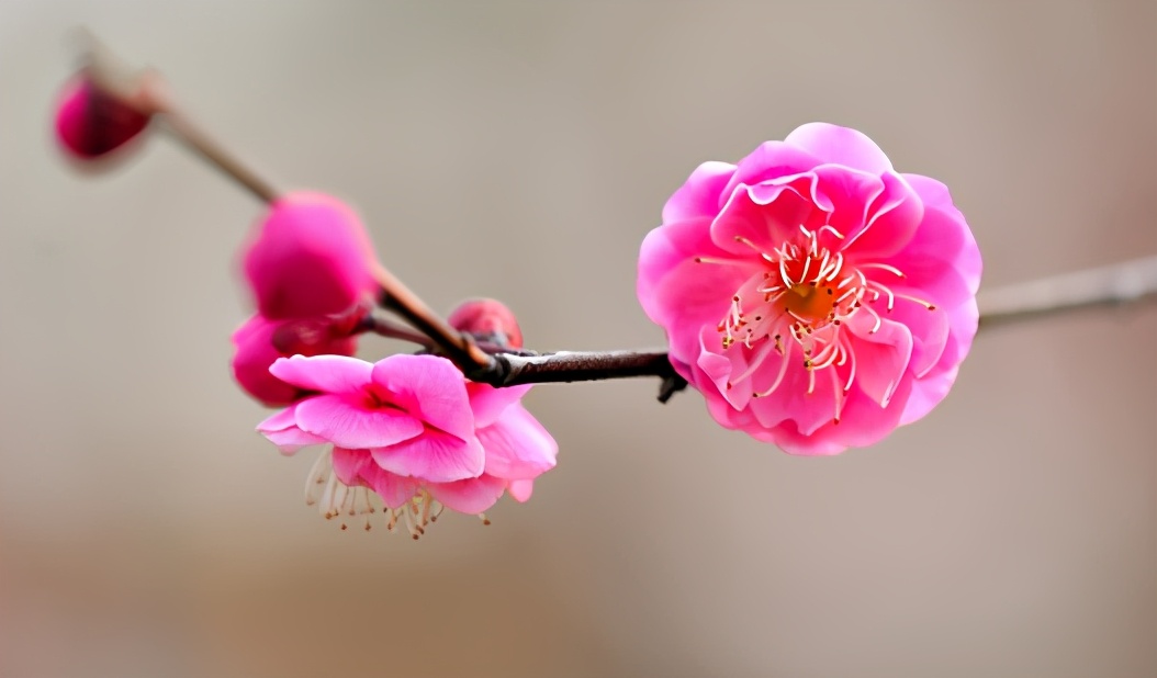 梅李桃樱杏如何区分,梅杏桃李樱梨海棠怎么区分