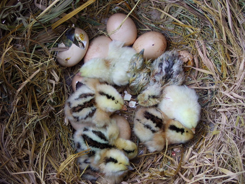 小鸡孵了30天才出壳正常吗,小鸡23天还没出来怎么办