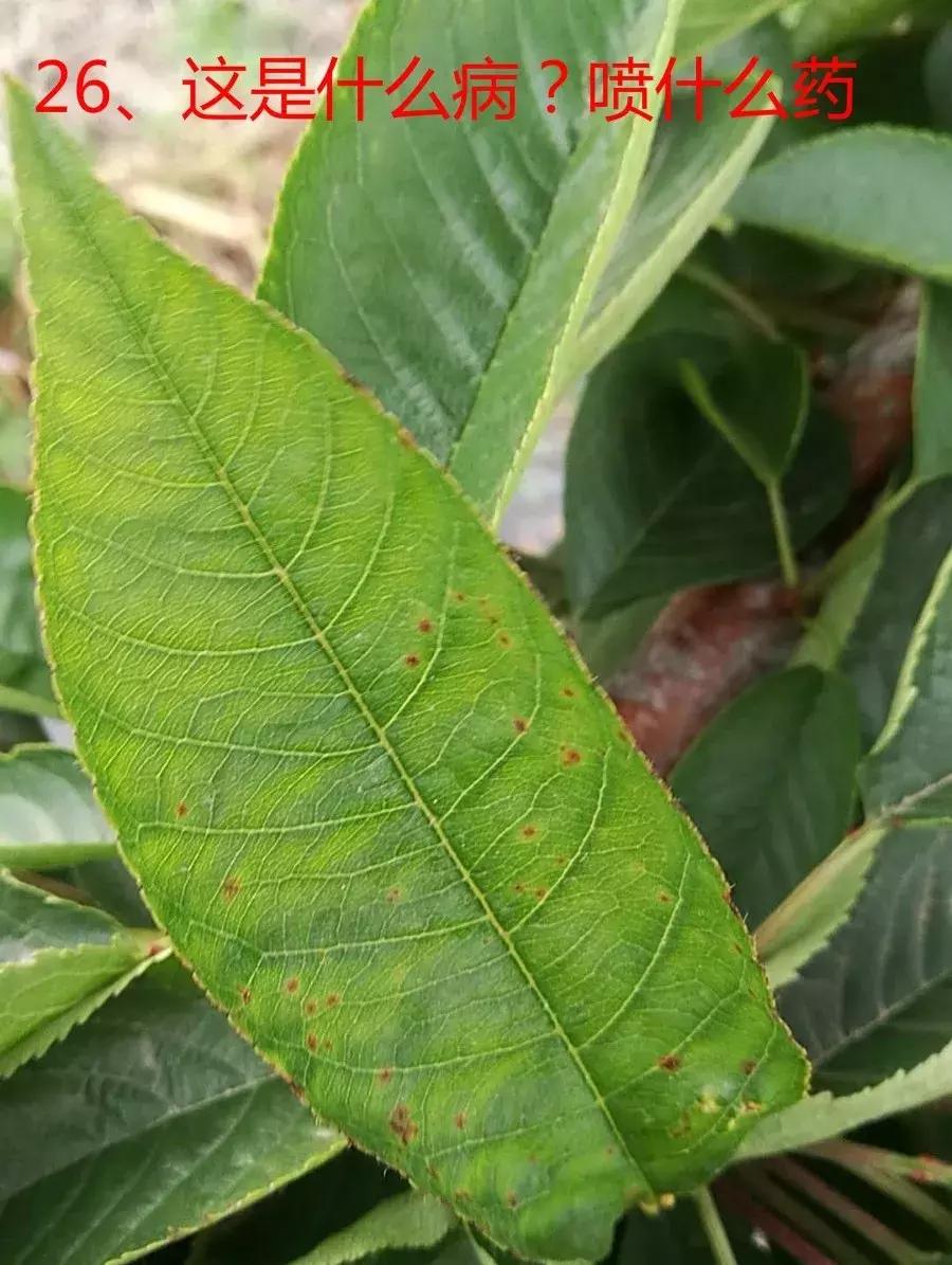 红灯樱桃坐果率低,红灯樱桃很酸吗