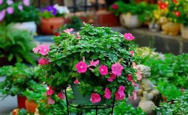 养花如何解决盆土上干下湿的问题,养花土壤盐碱化怎么办