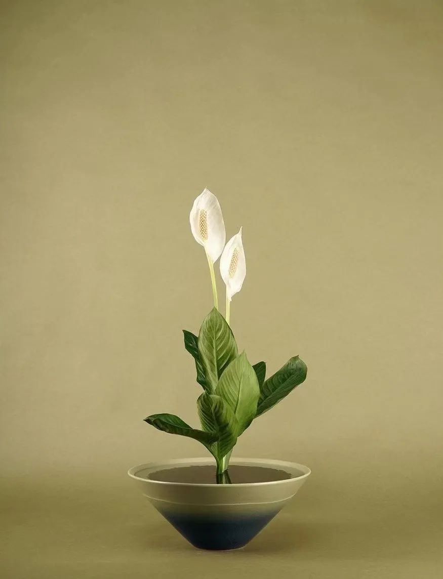 家里要有氛围感什么花比较好,家里高级的花